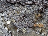 Physcia caesia image
