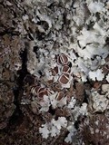Parmelina carporrhizans image