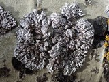 Physconia venusta image
