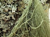 Usnea articulata image
