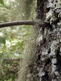 Usnea articulata image