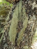 Usnea articulata image