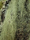 Usnea articulata image