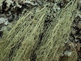 Usnea articulata image