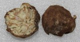Geopora cooperi image