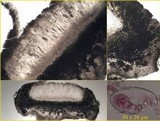 Ochrolechia tartarea image