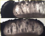 Ochrolechia parella image