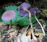 Laccaria amethystina image