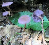 Laccaria amethystina image