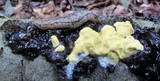 Trichoderma sulphureum image
