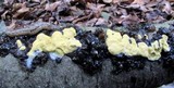 Trichoderma sulphureum image