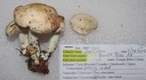 Rhodocollybia maculata image