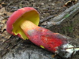 Boletochaete bicolor image