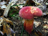 Boletochaete bicolor image