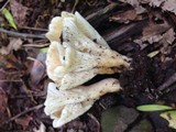 Hohenbuehelia petaloides image
