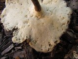 Polyporus leptocephalus image
