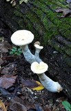 Pleurotus dryinus image