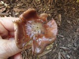 Cortinarius collinitus image