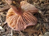 Cortinarius collinitus image