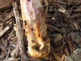 Cortinarius collinitus image