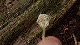 Mycena galericulata image