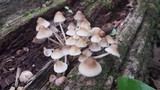 Mycena galericulata image