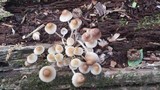 Mycena galericulata image