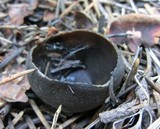 Helvella leucomelaena image