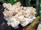 Ductifera pululahuana image