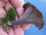 Craterellus fallax image