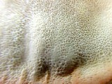 Laetiporus cincinnatus image