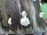 Arcyria cinerea image