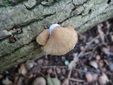 Crepidotus mollis image