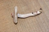 Inocybe lilacina image