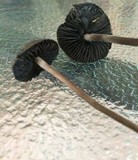 Panaeolus cinctulus image