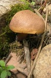 Tricholomopsis rutilans image