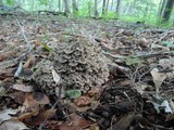 Polyporus umbellatus image