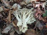 Polyporus umbellatus image