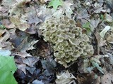 Polyporus umbellatus image