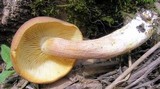 Tricholomopsis rutilans image