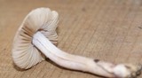 Inocybe lilacina image
