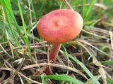 Lactarius subserifluus image