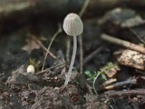 Coprinellus heterosetulosus image