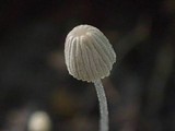 Coprinellus heterosetulosus image