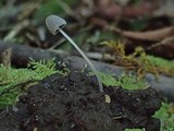 Coprinellus heterosetulosus image