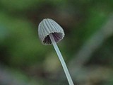 Coprinellus heterosetulosus image