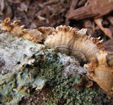 Steccherinum ochraceum image