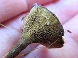 Coltricia cinnamomea image