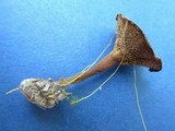 Coltricia cinnamomea image