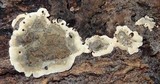 Kretzschmaria deusta image